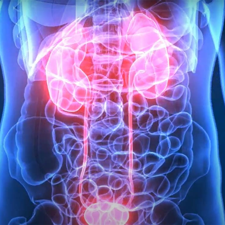 Transparent 3D image of a human body with organs highlighted